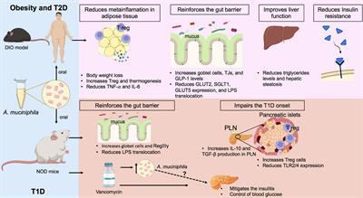 Akkermansia muciniphila and Gut Immune System: A Good Friendship That Attenuates Inflammatory Bowel Disease, Obesity, and Diabetes